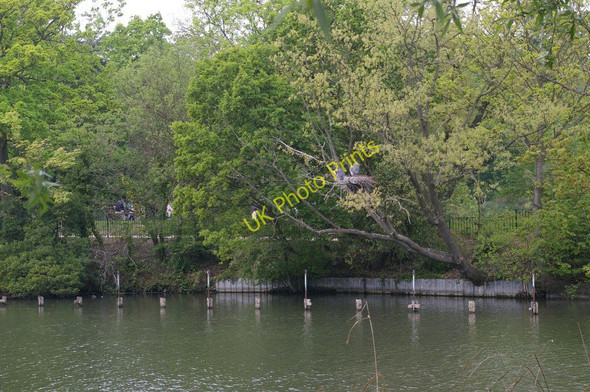 Photo 6"x4" Crystal Palace Park: herons nesting Penge c2011