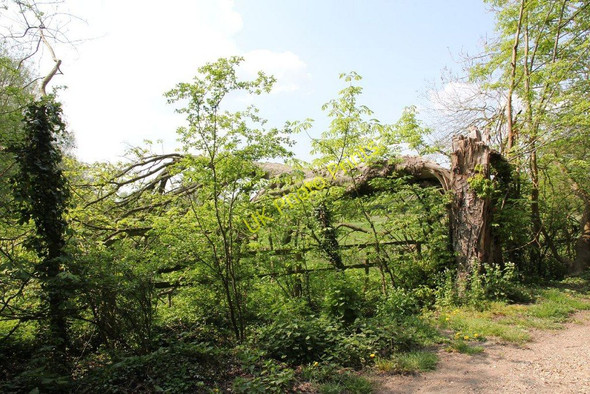 Photo 6"x4" Broken tree along the lane Aldermaston Wharf c2011
