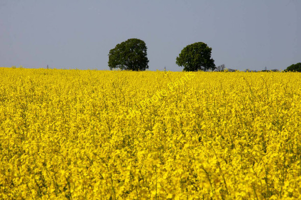 Photo 6"x4" Field of rape by Drayton St Leonard Berinsfield c2011