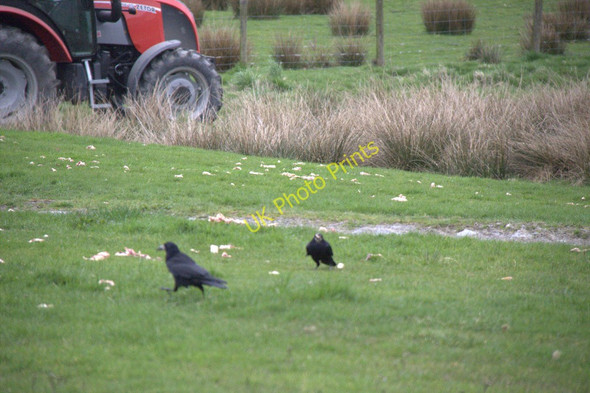 Photo 6"x4" Rooks (Corvus frugilegus), Gigrin Farm Gaufron c2011