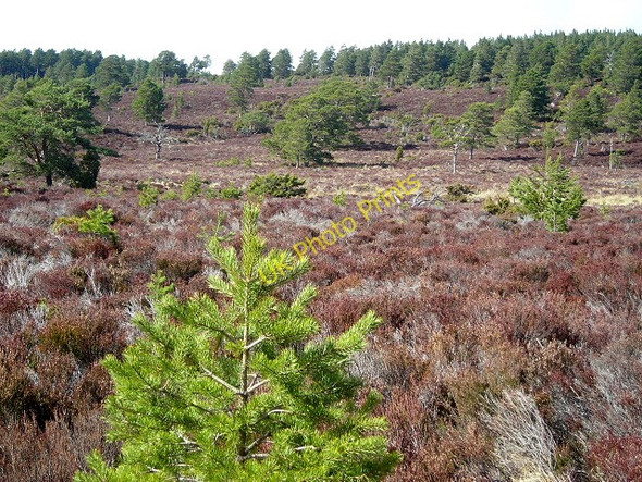 Photo 6"x4" Open Forest in Rothiemurchus Coylumbridge c2008