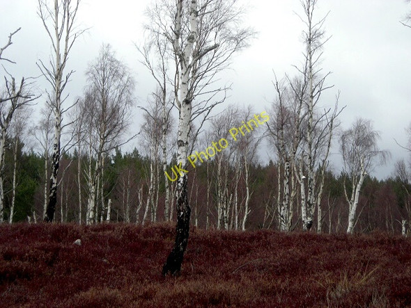 Photo 6"x4" Birch Woodland Beside Speyside Way Kinveachy c2008