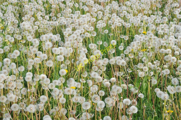 Photo 6"x4" Dandelion heads Calcutt\/SU1193 c2011
