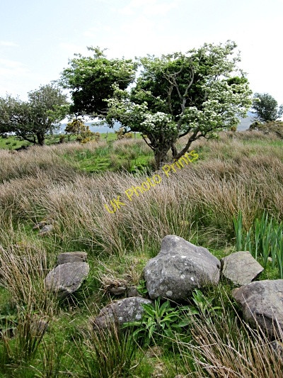 Photo 6"x4" Boulders and Whitethorn Cloghane c2011