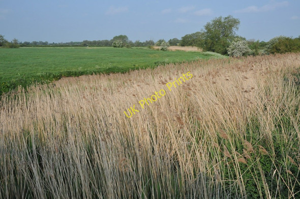 Photo 6"x4" Reeds on the banks of the Thames Calcutt\/SU1193 c2011
