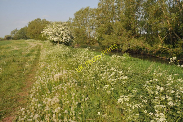Photo 6"x4" Thames path near Castle Eaton Castle Eaton c2011
