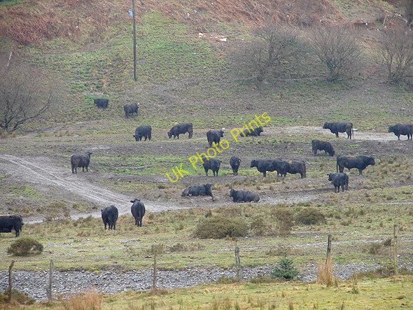Photo 6"x4" Subdued cattle at Pant Mawr beside the Wye Pant Mawr\/SN8482 c2008