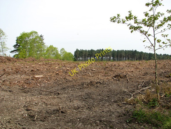 Photo 6"x4" A clearing in Edgefield Woods Holt\/TG0838 c2011