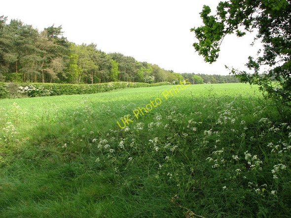 Photo 6"x4" Cultivated fields west of Hempstead Holt\/TG0838 c2011