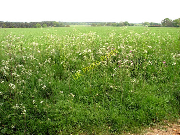 Photo 6"x4" Cultivated fields and cow parsley west of Hempstead Holt\/TG0838 c2011