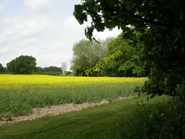 Photo 6"x4" Garston Wood, field margin Deanland c2011