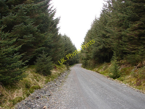 Photo 6"x4" Forestry road near Bryn Du Llanifyny c2008 P1