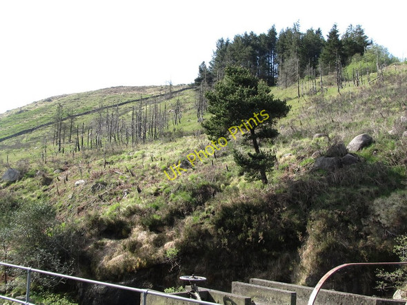 Photo 6"x4" A section of Annalong Wood destroyed by the fire of 2004 Annalong c2011