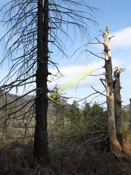 Photo 6"x4" Dead since the fire of 2004 Annalong c2011