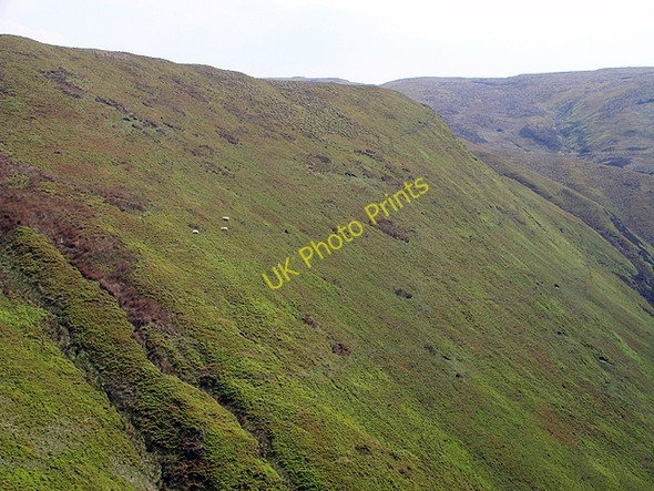 Photo 6"x4" Sheep grazing on the slopes of  Tarren Bwlch-gwyn Tarren Bwlch-gwyn c2011