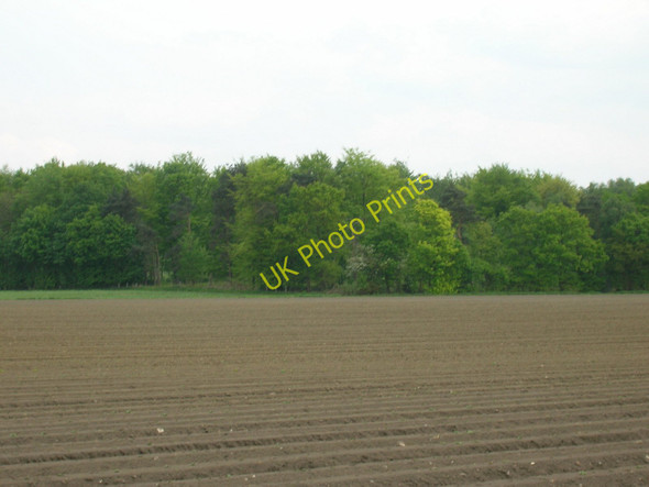 Photo 6"x4" Gateforth Wood Gateforth c2011