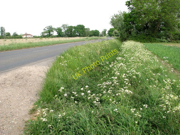 Photo 6"x4" Cow parsley beside Silfield Road,  Ashwellthorpe Silfield c2011
