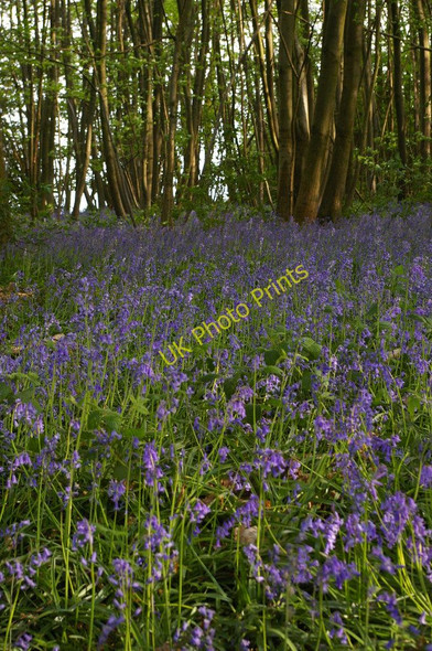 Photo 6"x4" Bluebells, High Beeches Plaxtol c2011