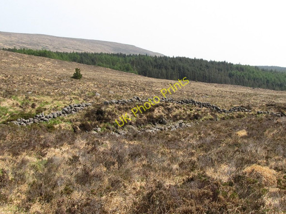 Photo 6"x4" View southwards towards forest land east of the Annalong River Annalong c2011
