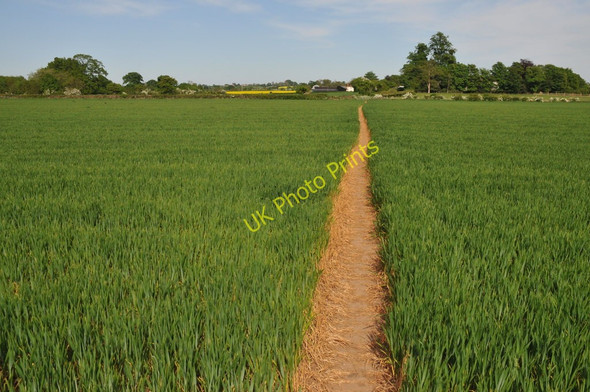 Photo 6"x4" Footpath through wheat field Napleton c2011