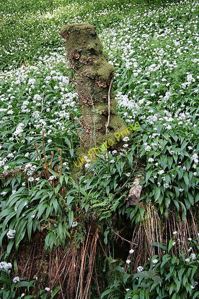 Photo 6"x4" Ramsons (Allium ursinum) Benderloch\/NM9038 c2011