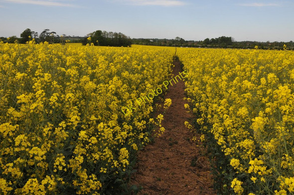 Photo 6"x4" Footpath through oilseed rape High Green\/SO8745 c2011