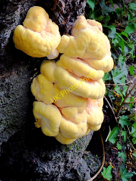 Photo 6"x4" Chicken of the Woods - in Penn, Wolverhampton Wolverhampton c2011