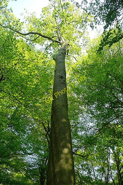 Photo 6"x4" Tree in Hampden Common Great Hampden c2011
