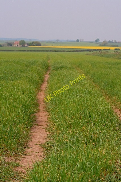 Photo 6"x4" Field of Wheat Suffield\/SE9890 c2011