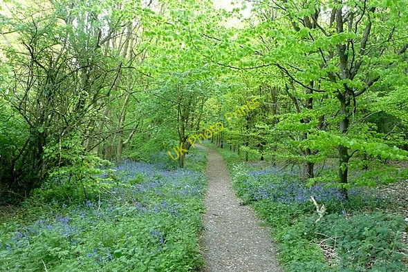 Photo 6"x4" Nanfan Wood Prestwood\/SP8700 c2011