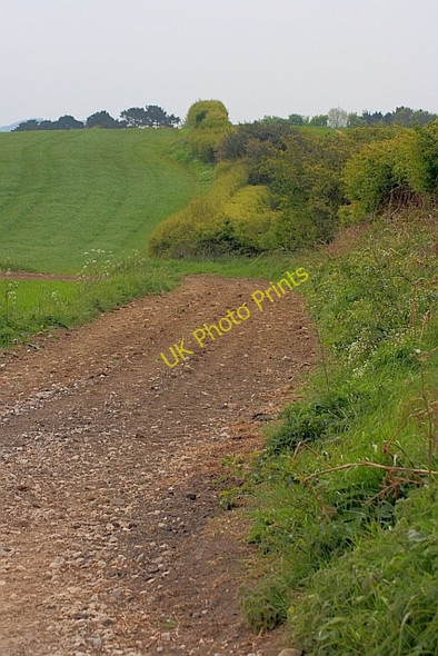 Photo 6"x4" Hedgerow and Farm Track Burniston c2011
