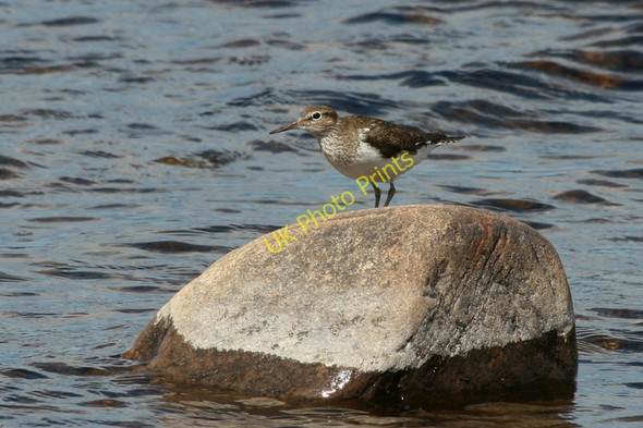 Photo 6"x4" A Common Sandpiper on a shore of Lochindorb Lochindorb Castle c2011