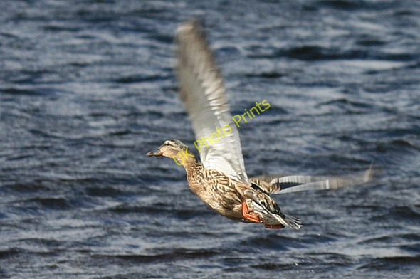 Photo 6"x4" Undercarriage, flaps, airborne! Lochindorb Castle c2011