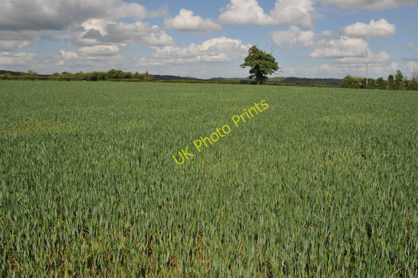 Photo 6"x4" Wheat field near Tothall Farm Salford Priors c2011