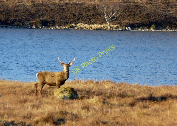 Photo 6"x4" Red deer by Loch More Achfary c2008