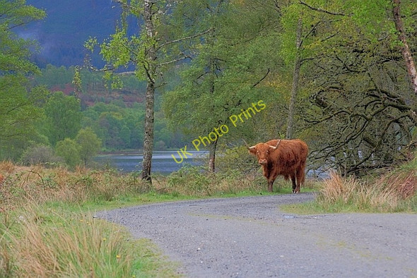 Photo 6"x4" Highland Cow, Achray Farm Brig o' Turk c2011