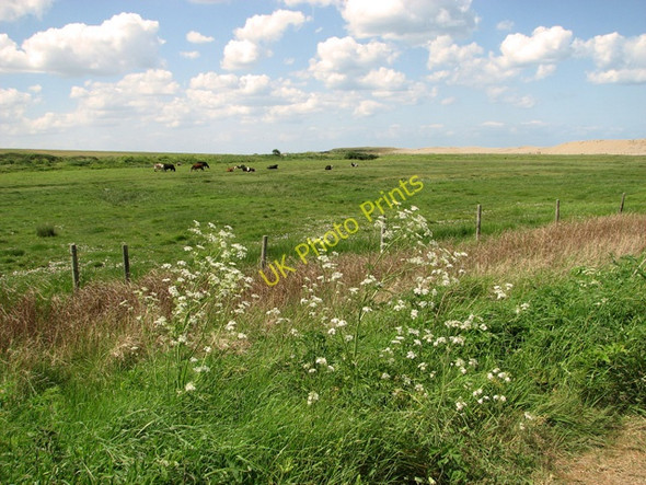 Photo 6"x4" Cattle grazing by The Quag Kelling c2011