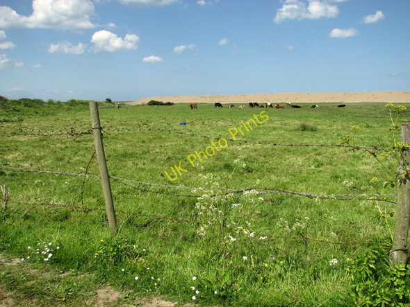 Photo 6"x4" Cattle grazing by The Quag Kelling c2011