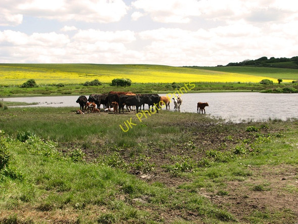 Photo 6"x4" Cattle resting by the lake in Kelling water meadow Kelling c2011
