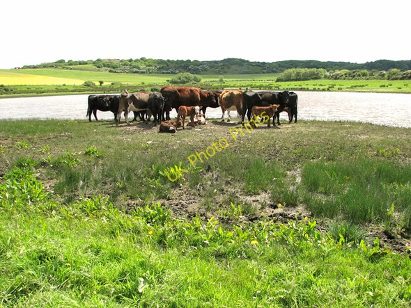 Photo 6"x4" Cattle in Kelling water meadow Kelling c2011