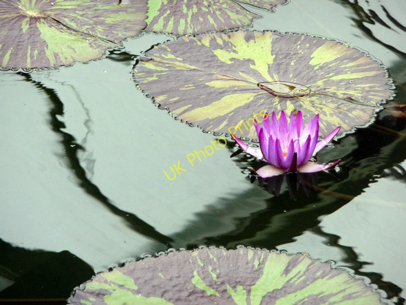 Photo 6"x4" Water Lily, Princess of Wales Conservatory, Kew Gardens Brentford c2011