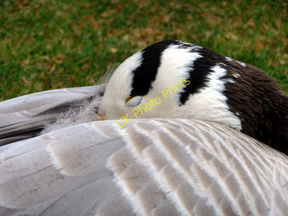 Photo 6"x4" Bar Headed Goose, Kew Gardens Brentford c2011