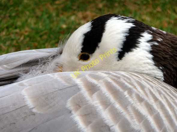 Photo 6"x4" Bar Headed Goose, Kew Gardens Brentford c2011 P1