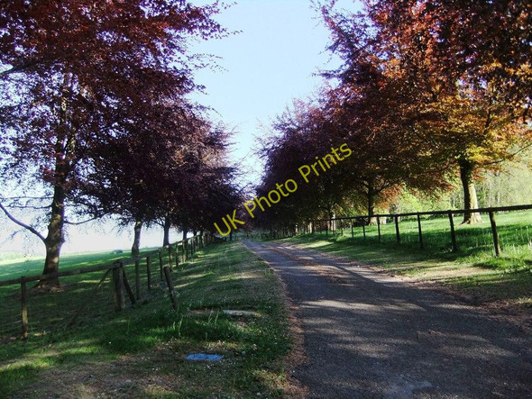 Photo 6"x4" The lane to Furzey Down Farm, in early May Stubhampton c2011
