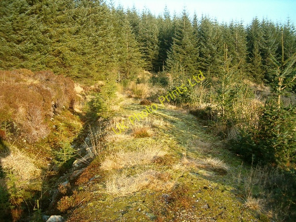 Photo 6"x4" Forestry track in Inverliever Forest Carn Duchara c2006
