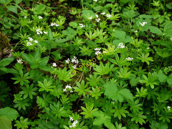 Photo 6"x4" Woodruff (Galium odoratum), Spring Bank Wood Westgate\/NY9038 c2011