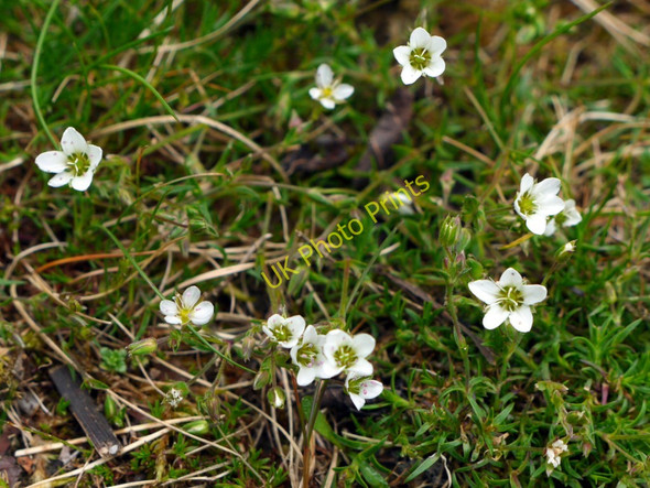Photo 6"x4" Spring Sandwort (Minuartia verna), Low Slitt Mine Westgate\/NY9038 c2011