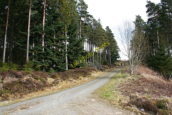 Photo 6"x4" Forest Crossroads Huntly c2008