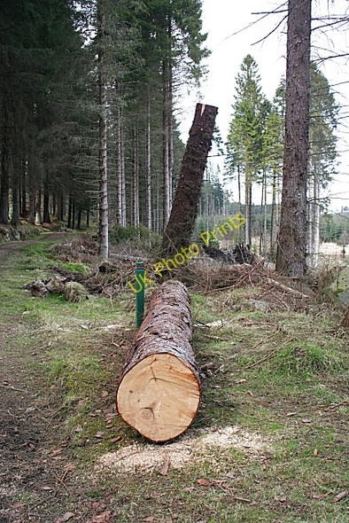 Photo 6"x4" Fallen Tree Huntly c2008