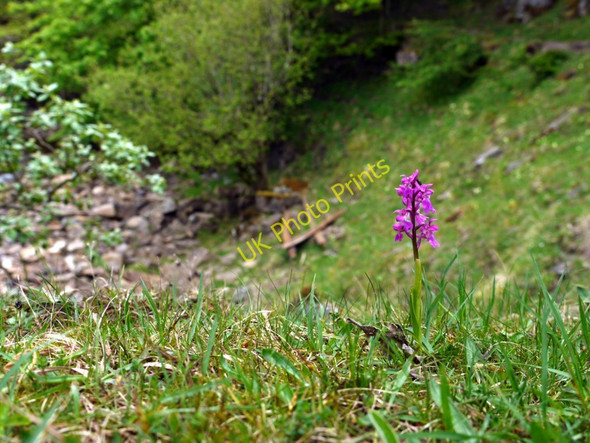 Photo 6"x4" Early-purple Orchid (Orchis mascula) above Middlehope Burn Westgate\/NY9038 c2011
